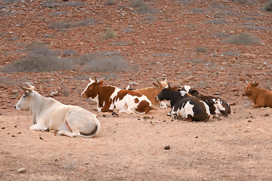Ангола: Намибе