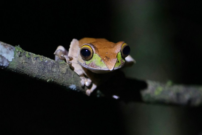Мадагаскар: Андасибе