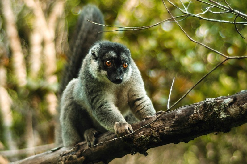 Мадагаскар: Андасибе