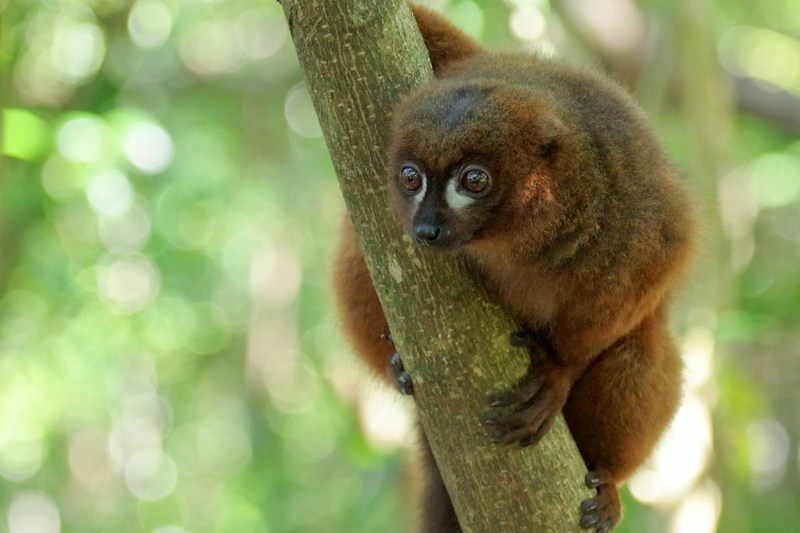 Мадагаскар: Андасибе