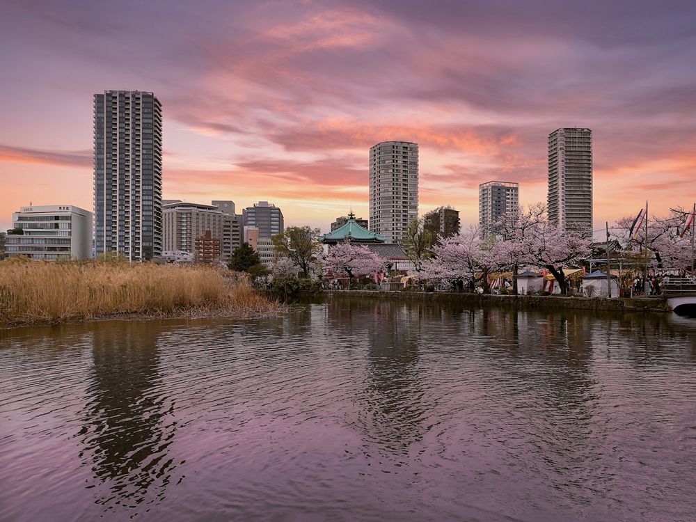 Токио в период цветения сакуры