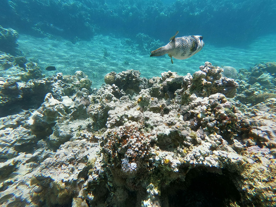 Иордания: Акаба, Красное море