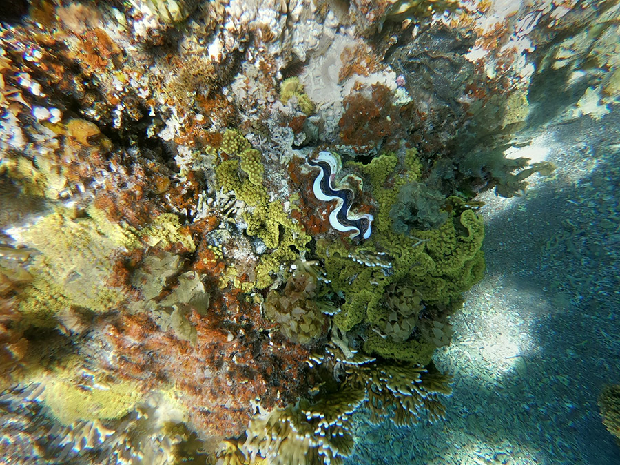 Иордания: Акаба, Красное море