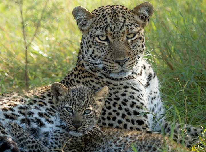 Кения: Масаи-Мара