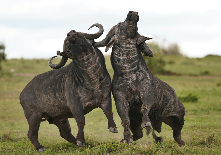 Кения: Масаи-Мара