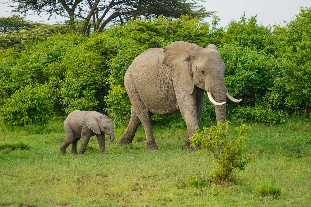 Кения: Масаи-Мара