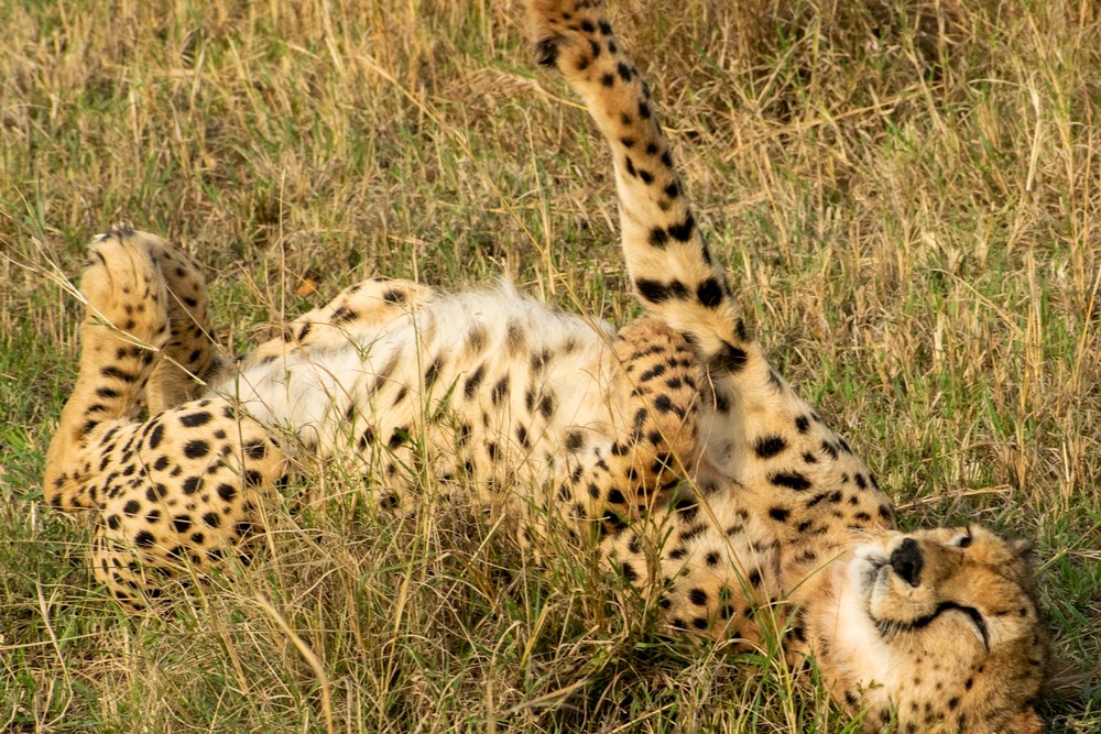 Кения: Масаи-Мара