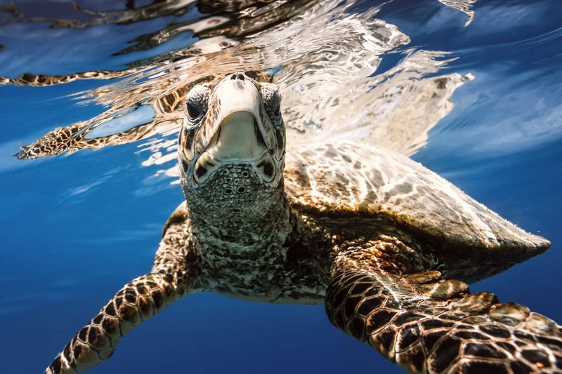 Сейшелы: Avani+ Barbarons, приключения