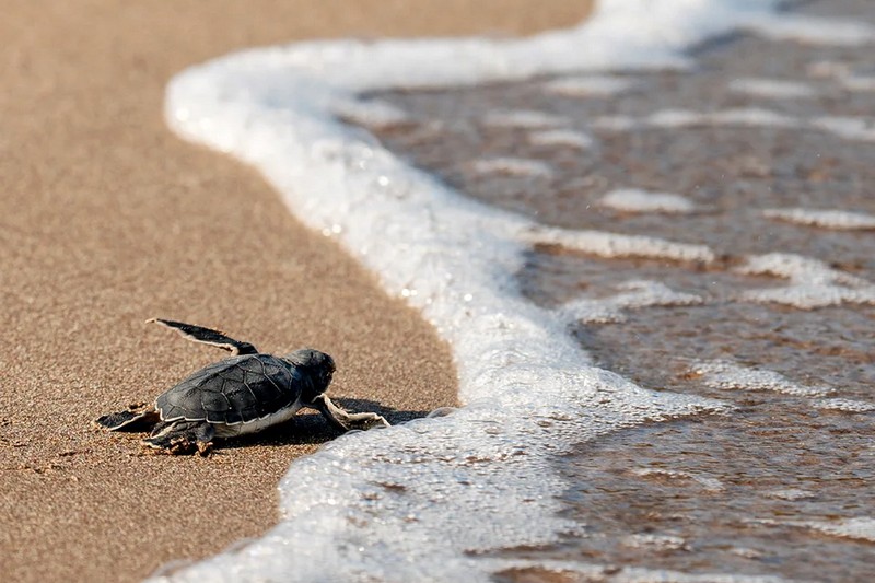 Сейшелы: Constance Lemuria Resort 5*