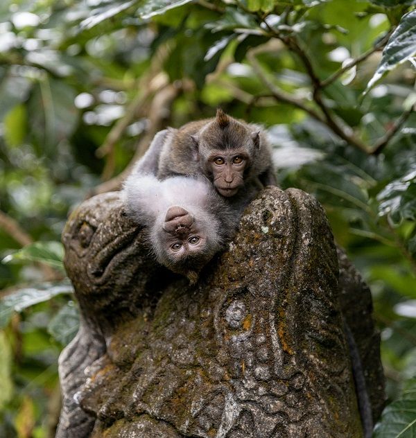 Индонезия: Бали, Убуд