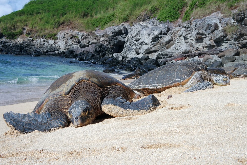 Оман: черепаший заповедник