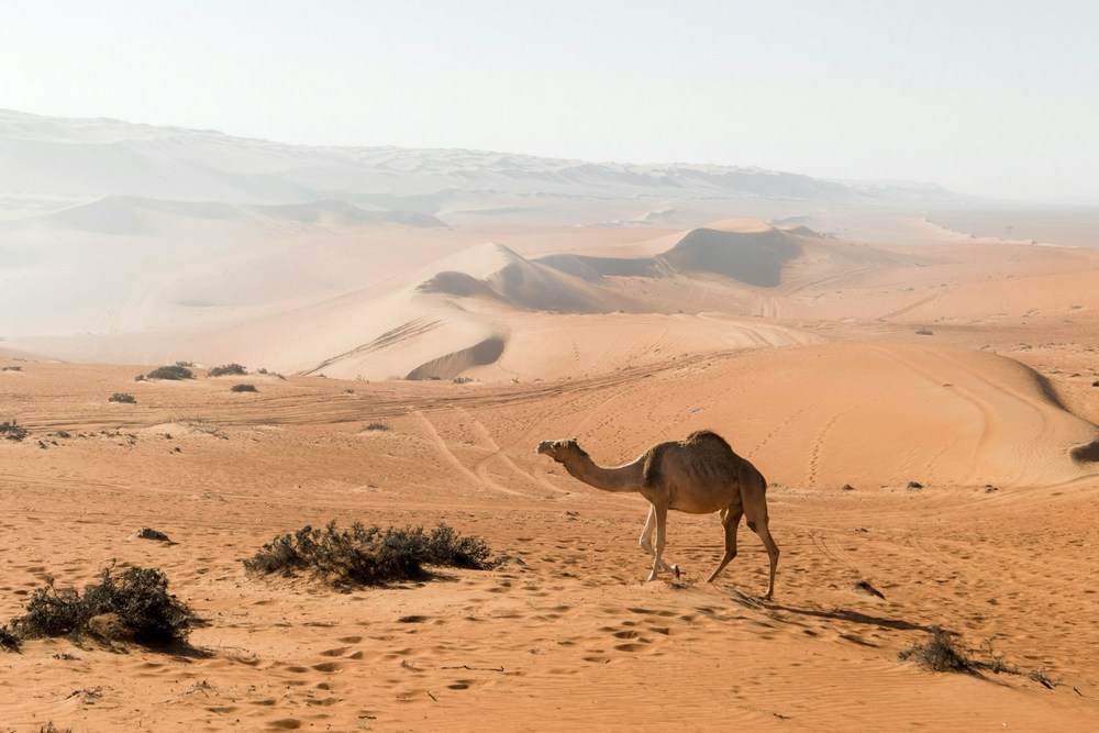 Оман: пустыня Вахиба Сэндс