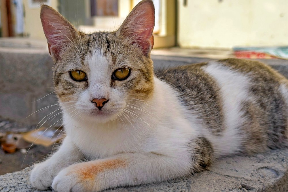 Оман: Низва