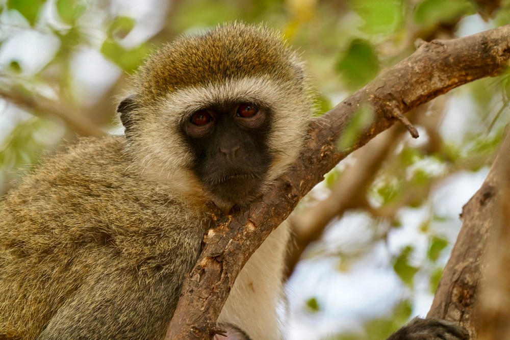 Танзания: Тарангире