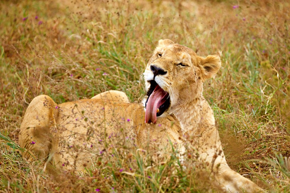 Танзания: Нгоронгоро