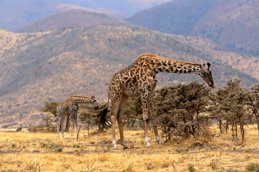 Танзания: Нгоронгоро
