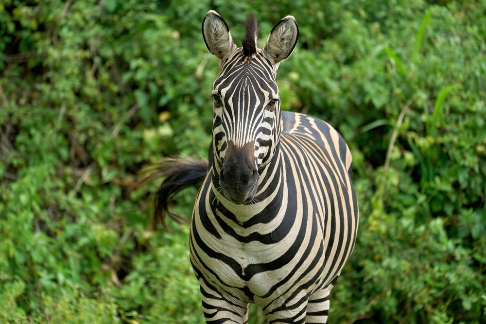 Групповой сафари-тур в Танзанию