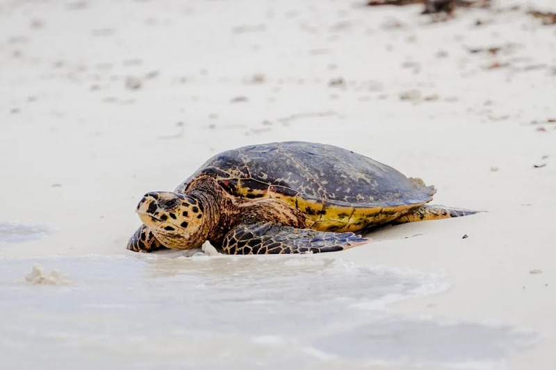 Сейшелы: Alphonse Island Lodge, развлечения