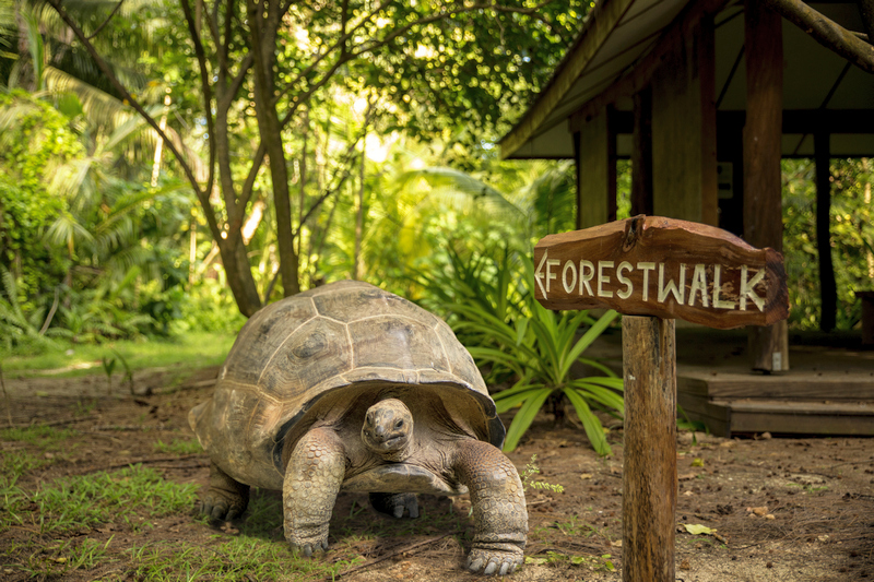 Сейшелы: Denis Private Island, развлечения