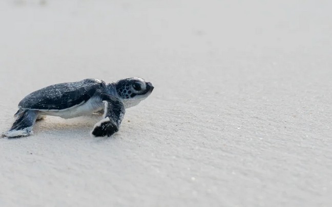 Сейшелы: Six Senses Zil Pasyon, черепахи