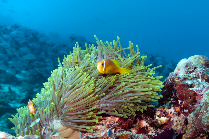 Мальдивы: Velaa Private Island, дайвинг