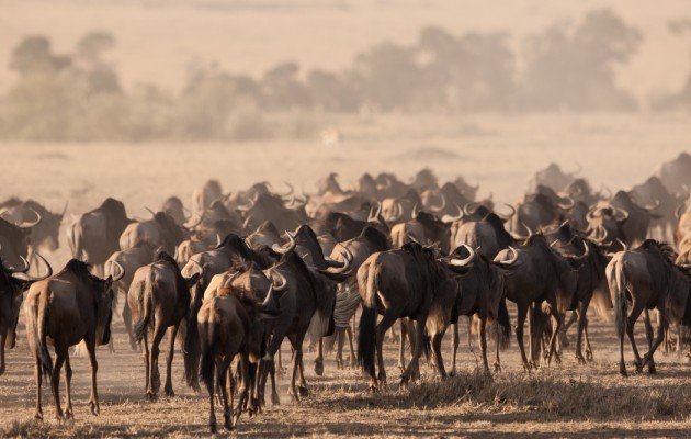 Танзания: ENVI Sisini Serengeti 5*, приключения