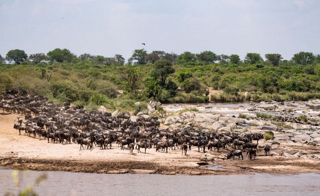 Танзания: ENVI Sisini Mara, приключения