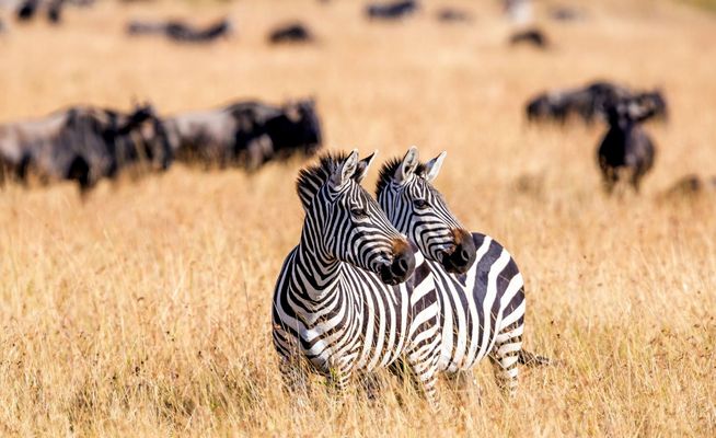 Танзания: ENVI Sisini Mara, приключения