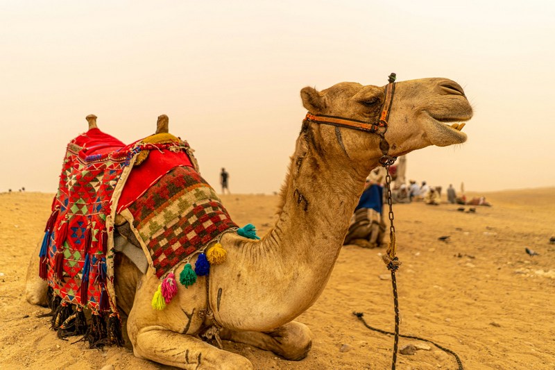 Египет: Каир, Гиза