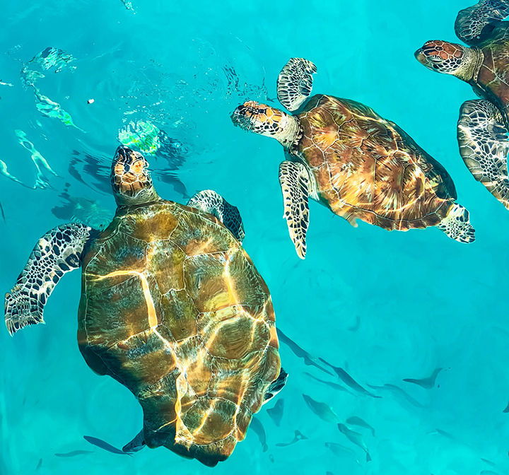 Малайзия: Реданг