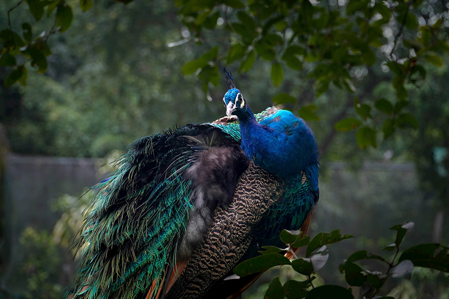 Малайзия: Куала-Лумпур, парк птиц