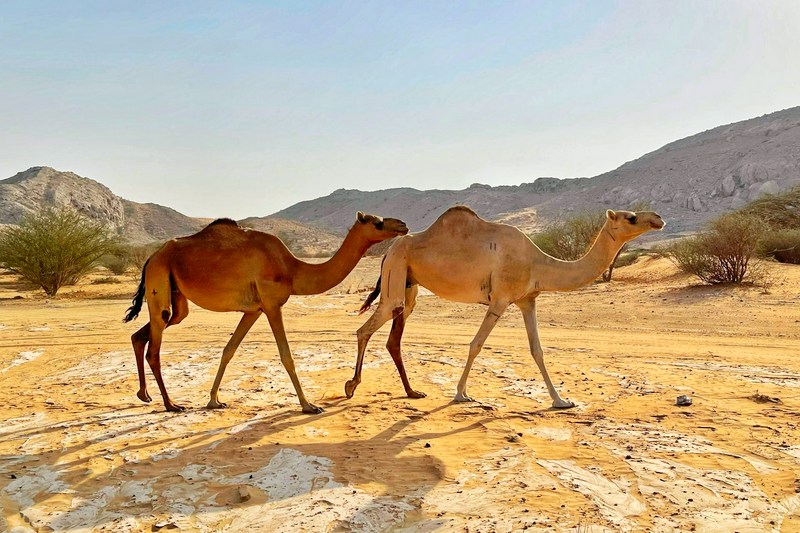 ОАЭ: пустыня