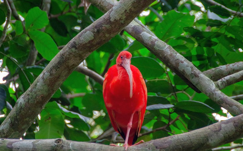 Аргентина: Игуасу, парк птиц