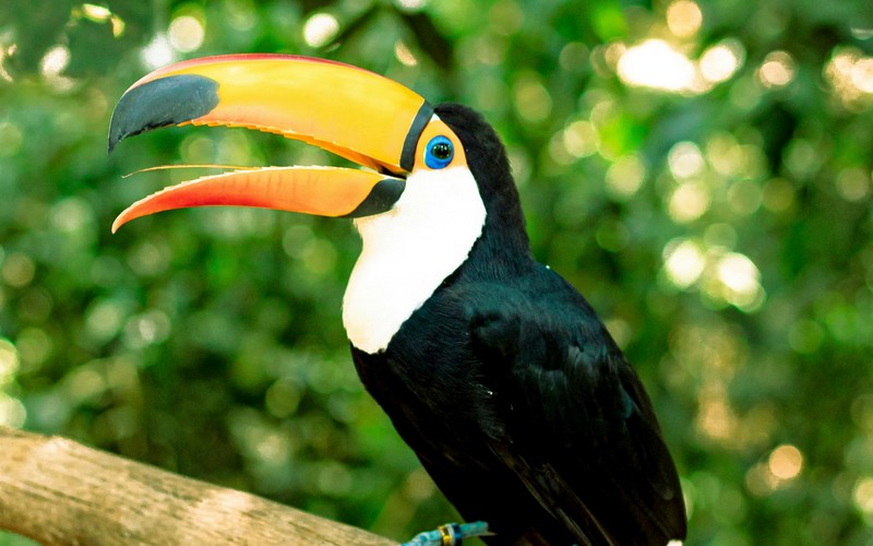 Бразилия: Фос-де-Игуасу