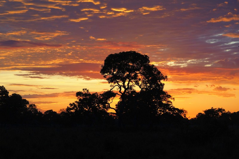 Бразилия: Пантанал