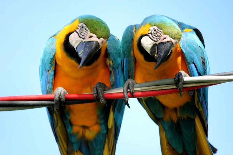 Туры в Бразилию