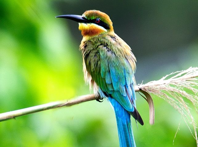 Малайзия: Букит Мера