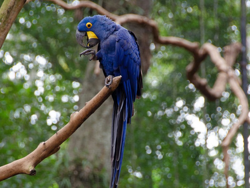 Аргентина: Игуасу