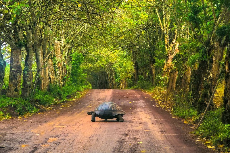 Эквадор: галапагосские черепахи