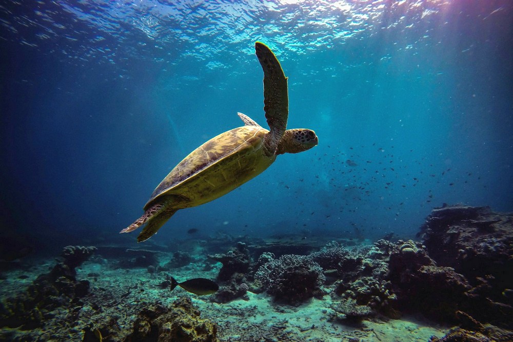 Малайзия: Борнео