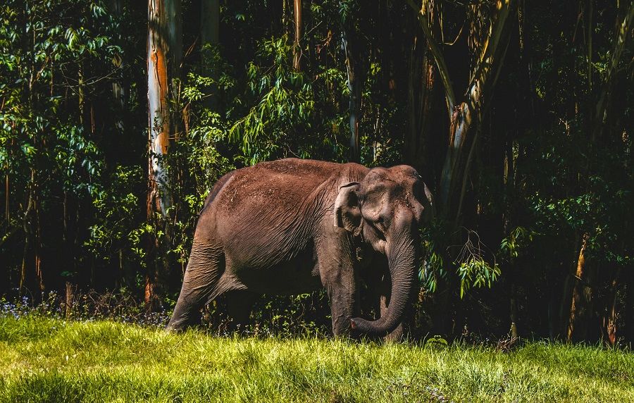 Малайзия: слоновий заповедник