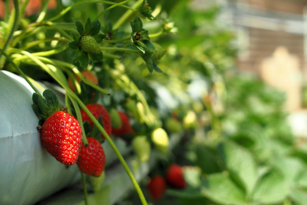 Малайзия: Нагорье Камерун