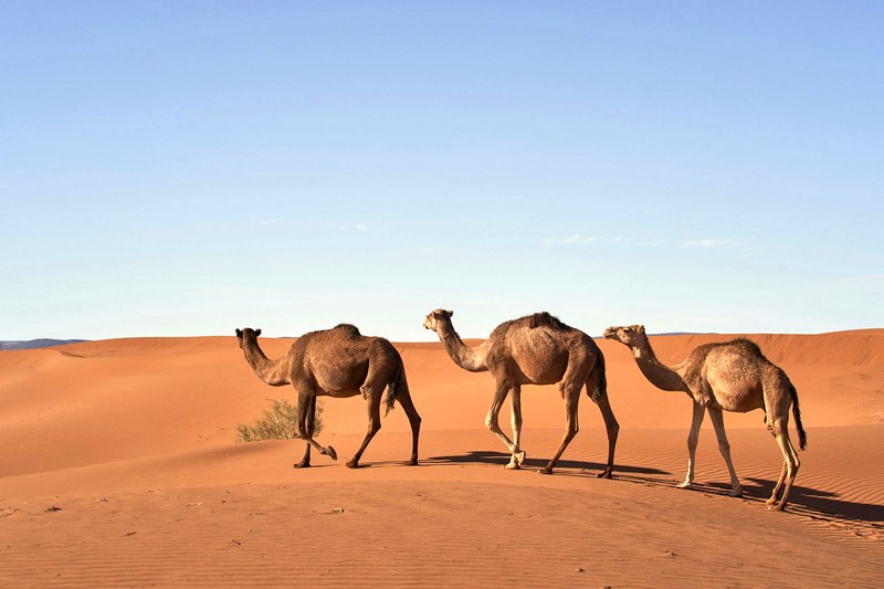 ОАЭ: пустыня