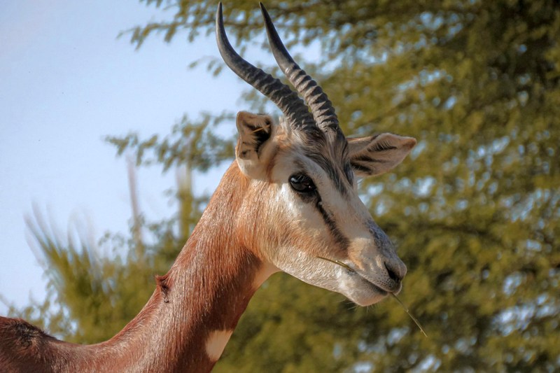 ОАЭ: Аль-Айн