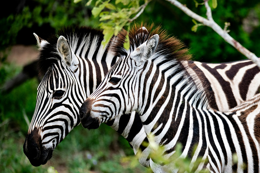 ЮАР: Национальный парк Крюгер