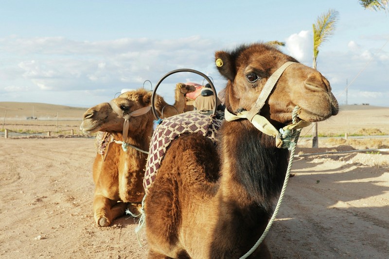 Марокко: пустыня Агафай