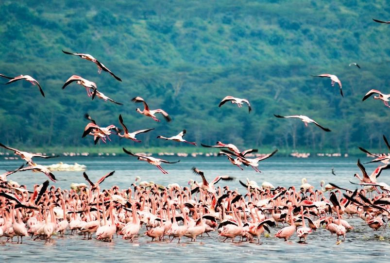 Кения: озеро Накуру