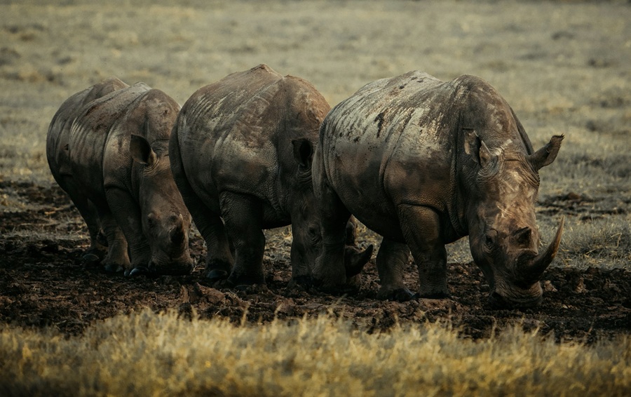 Кения: озеро Накуру