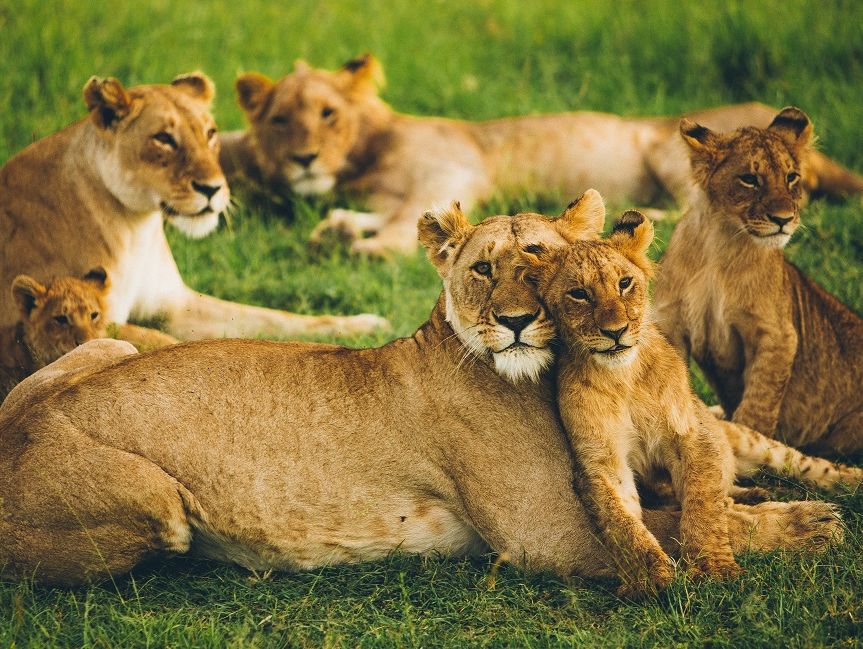 Кения: Заповедник Масаи-Мара