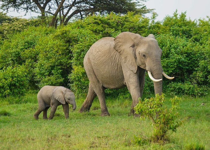 Кения: Заповедник Масаи-Мара